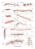 Twilight Creations Temporary Wound Tattoo - Scars and Sutures 1 B